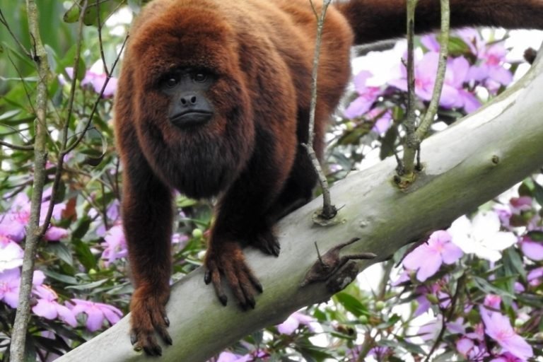 Febre Amarela: Capivari lança campanha de vacinação após aumento de mortes de macacos na Amurel