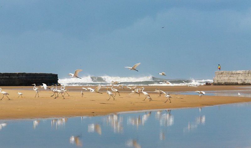 Governadora garante que buscará mais recursos para o desassoreamento da Barra do Camacho, em Jaguaruna #Pracegover Na foto, banco de areia, água e pássaros
