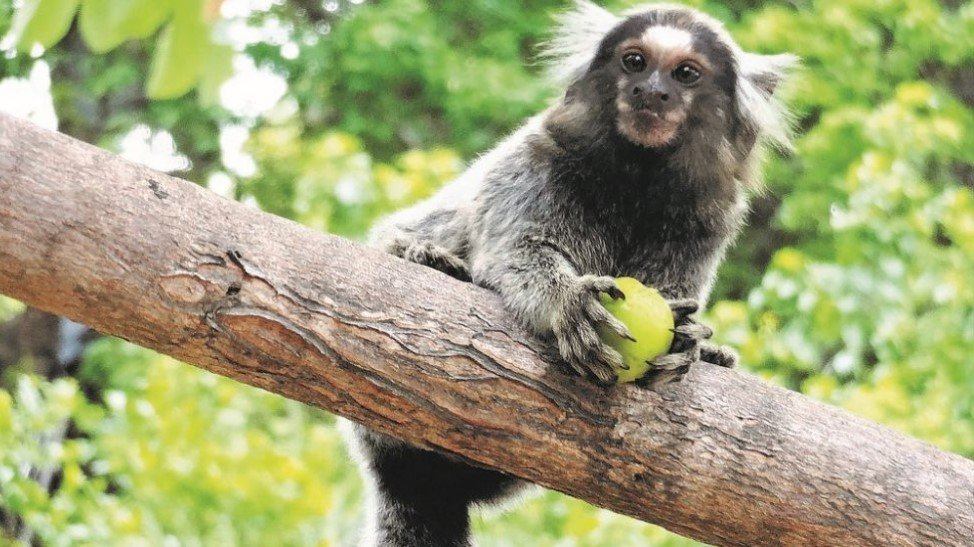 Mais 5 casos de febre amarela são confirmados em macacos em São Martinho #pracegover Na foto, um macaco sobre um galho e segurando uma fruta