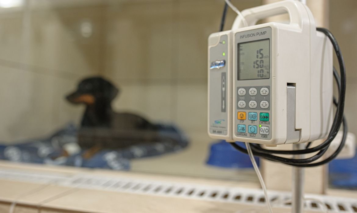 Pesquisa mostra taxa maior de infecção de cães e gatos de estimação pela covid-19 #Pracegover Na foto, cão aparece em uma clínica para tratamento
