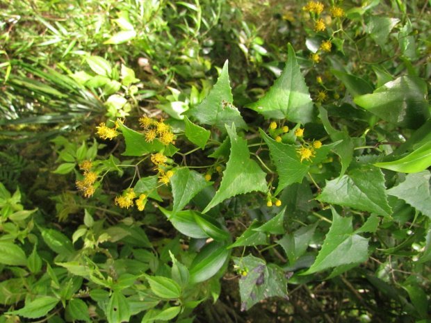 Pesquisadores descobrem planta rara e ameaçada de extinção no Parque Nacional de São Joaquim
