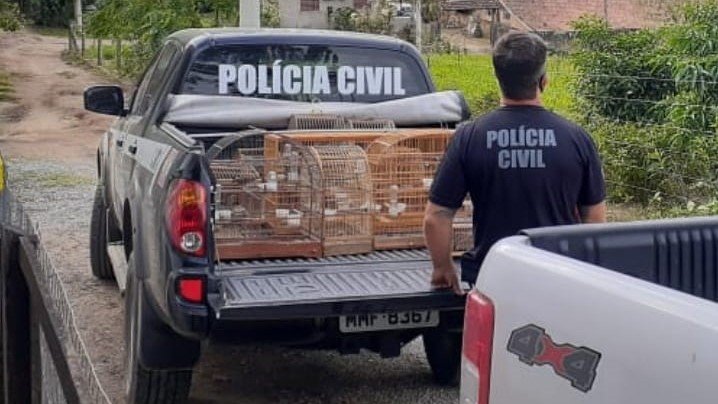 Polícia Civil de Tubarão apreende 33 aves silvestres armazenadas de maneira irregular