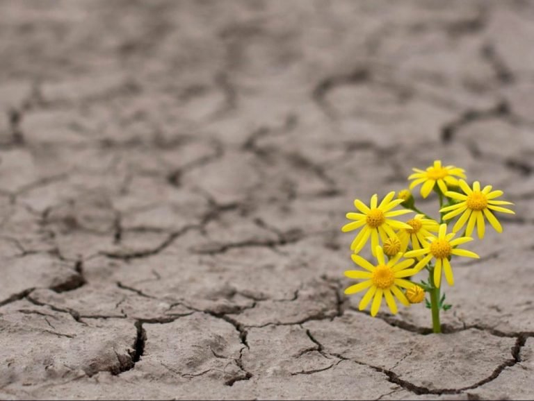 #Pracegover Foto: na imagem há flores nascendo no chão