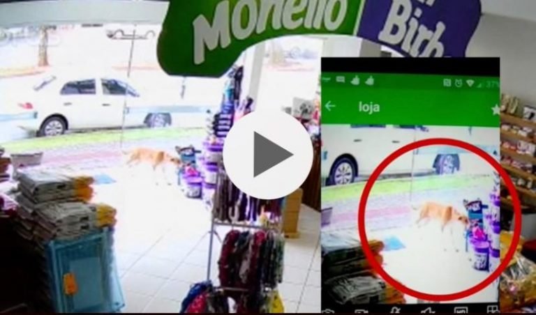 Procura-se cão de rua que ‘furtou’ cachorrinho de pelúcia em loja de Chapecó