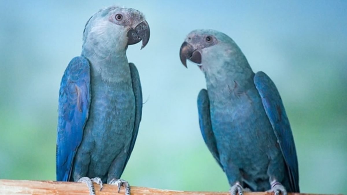 ararinha #Pracegover Foto: na imagem há duas araras azuis