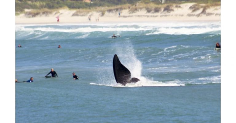 Baleias-franca roubam a cena ao lado de surfistas em Imbituba
