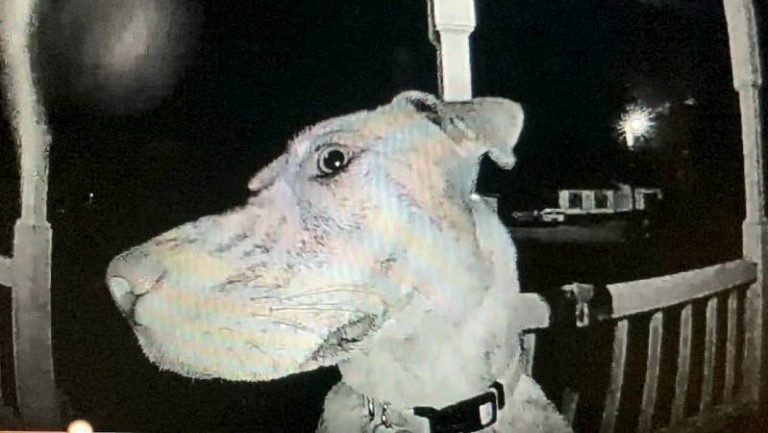 Cão desaparecido volta para casa e toca a campainha para avisar que chegou