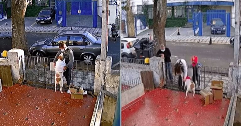 Casal leva blusa nova para cachorra que teve roupa roubada em Sorocoba (SP)