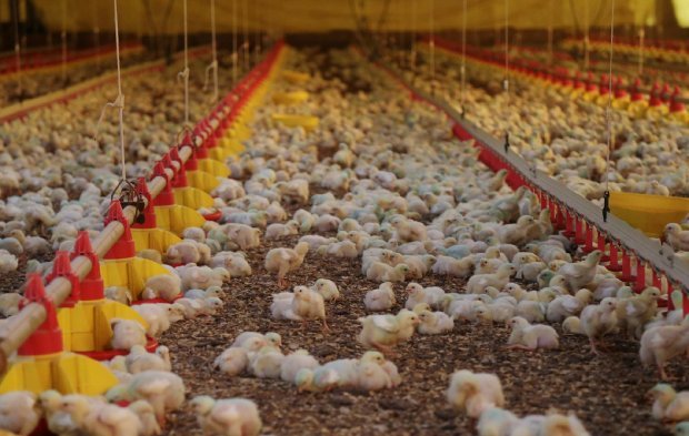 frango #Pracegover Foto: na imagem há centenas de frangos vivos