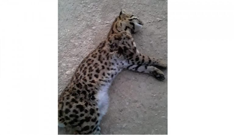 Gato-do-mato é encontrado morto, em Tubarão, após ser atropelado