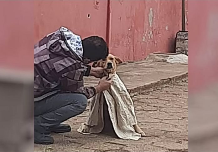 Jovem agasalha cão que tremia de frio nas ruas de Goiás e foto viraliza