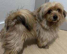 Jovem procura dono de cãozinho que se perdeu no Centro de Tubarão, próximo ao Banco do Brasil