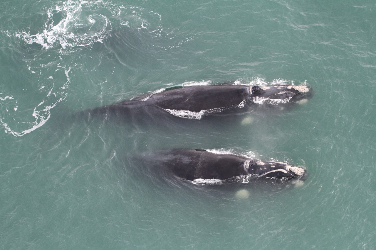Sobrevoo 15 baleias são avistadas na Rota da Baleia Franca