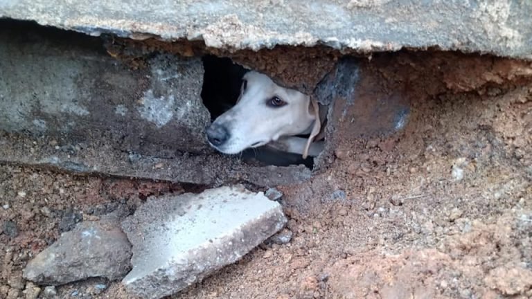 Bombeiros Voluntários de Jaguaruna resgatam cachorrinha presa em tubulação