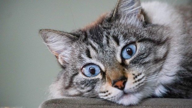 Sancionada lei que prevê controle populacional de animais domésticos em SC