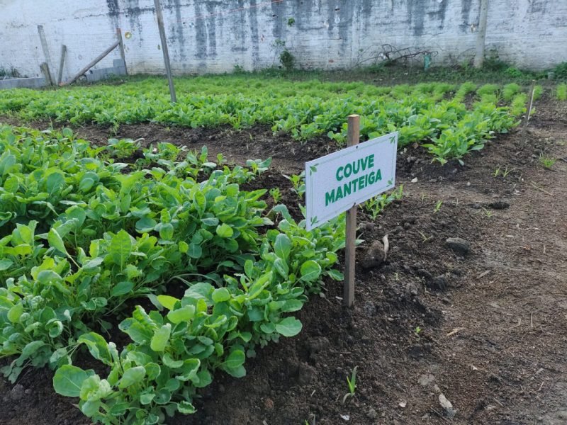 couve #Pracegover foto: na imagem há mudas de hortaliças, placa e terra