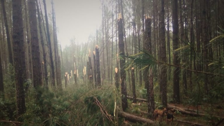 Santa Catarina pode ter sido atingida por 2 tornados na manhã desta terça