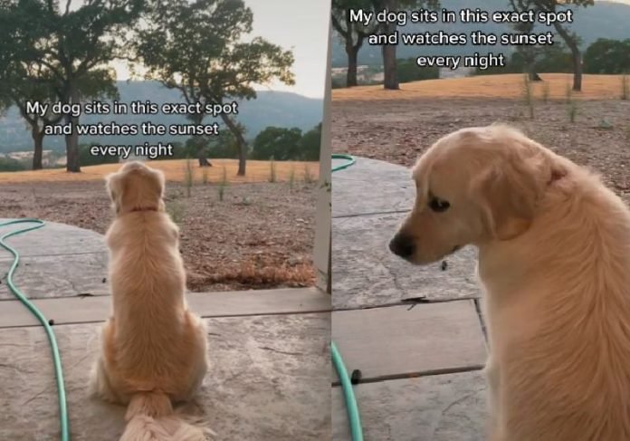 Vídeo de cão que ama ver o pôr do sol bate 4 milhões no TikTok