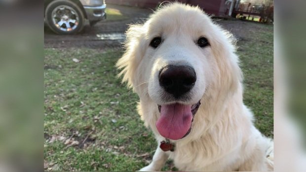 Assassinato de cachorra com arco e flecha deixa família devastada nos EUA