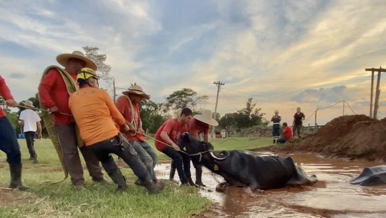Além de crime ambiental, caso das búfalas de Brotas deve ter investigação de crime contra a saúde pública, diz delegado Além de crime ambiental, caso das búfalas de Brotas deve ter investigação de crime contra a saúde pública, diz delegado