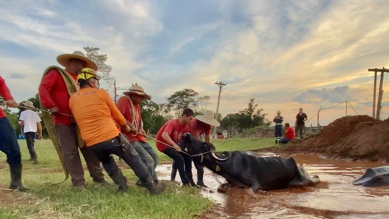 Além de crime ambiental, caso das búfalas de Brotas deve ter investigação de crime contra a saúde pública, diz delegado