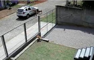Cães de rua param viatura da PM e pedem carinho a policiais, em Criciúma