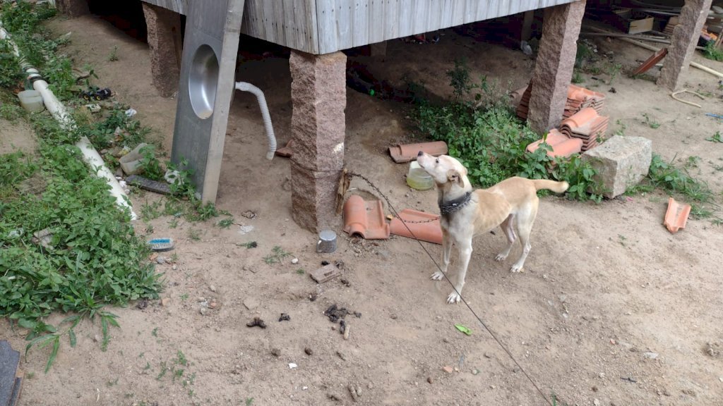 cão #Pracegover foto: na imagem há uma cadela e uma casa