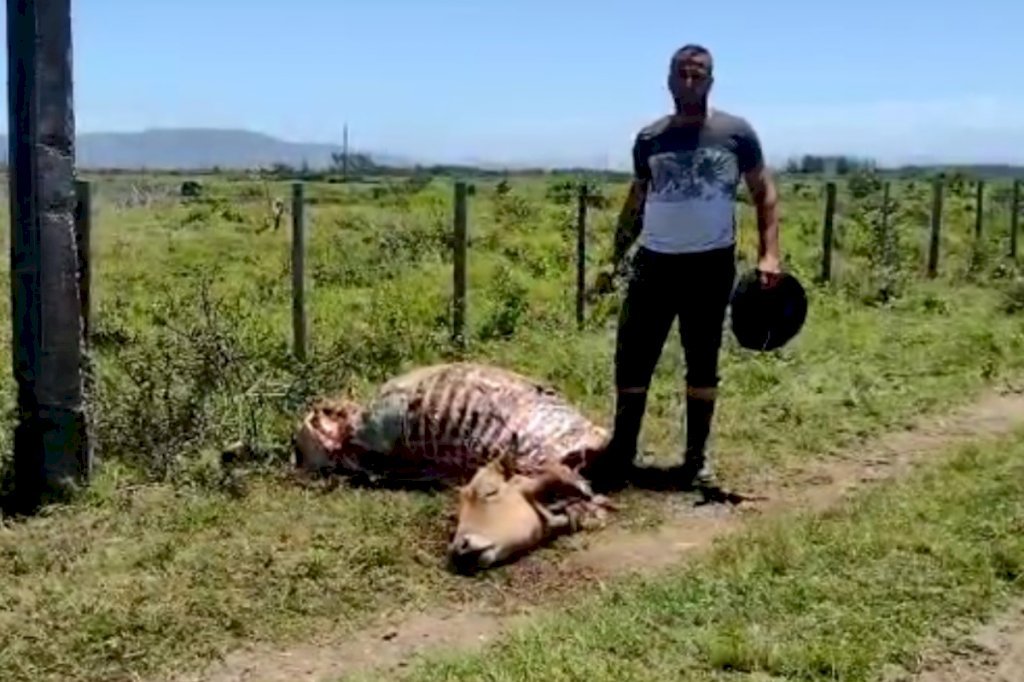 crime #Pracegover foto: na imagem há um homem, a carcaça de um gado e área verde