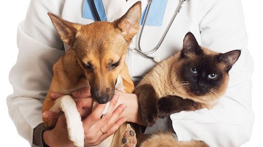 cão e gato #Pracegover Na foto, médico segurando um gato e um cachorro