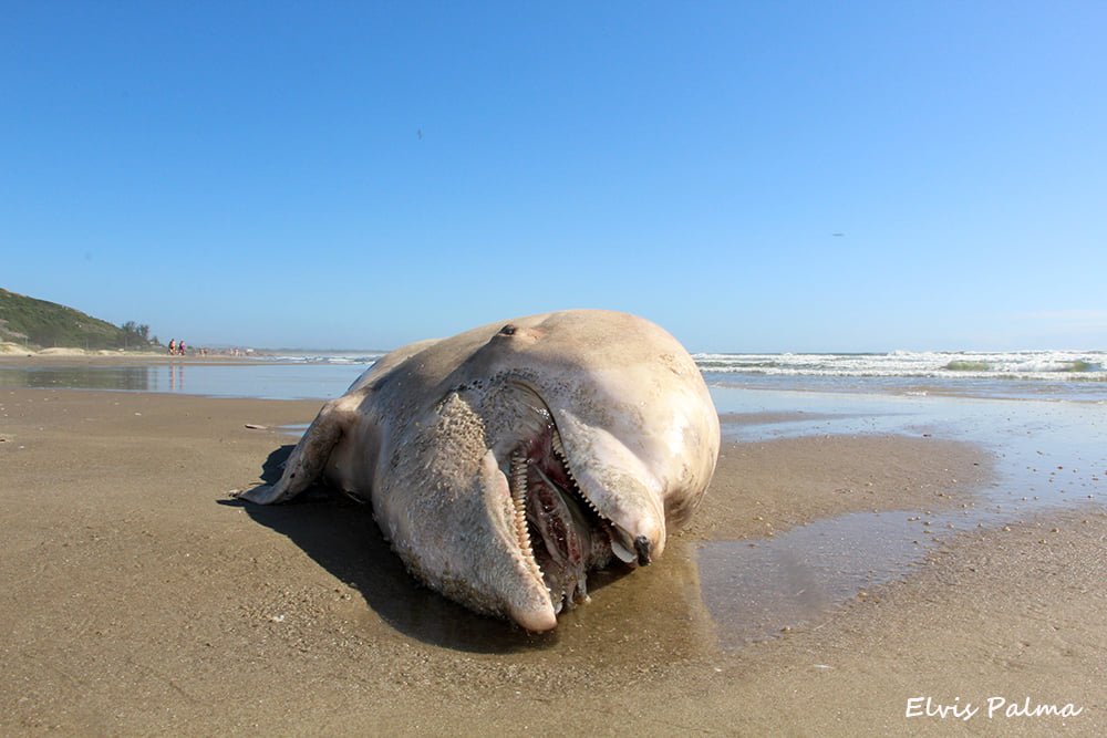 boto-morto