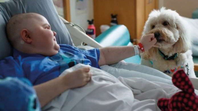 Cachorro ajuda crianças com medo de agulha a se vacinarem contra Covid