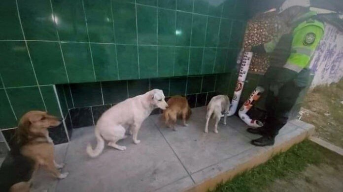 Cães de rua fazem fila para se alimentar em comedouros instalados por policiais Cães de rua fazem fila para se alimentar em comedouros instalados por policiais
