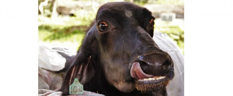Morre a búfala ‘Carequinha’ que se tornou símbolo do resgate de animais em fazenda de Brotas