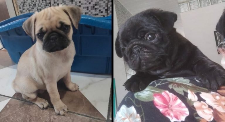 Motorista de aplicativo revela detalhes de esquema de morador de Brusque acusado de furtar animais