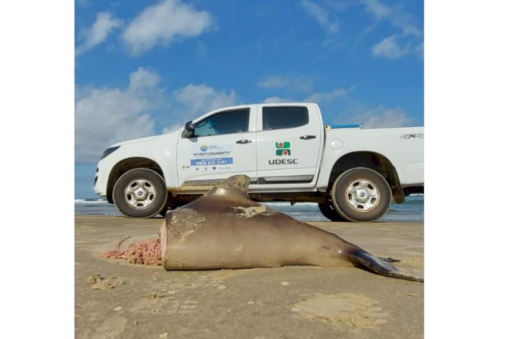 udesc #Pracegover Foto: na imagem há um veículo, um animal, areia, o mar e o céu