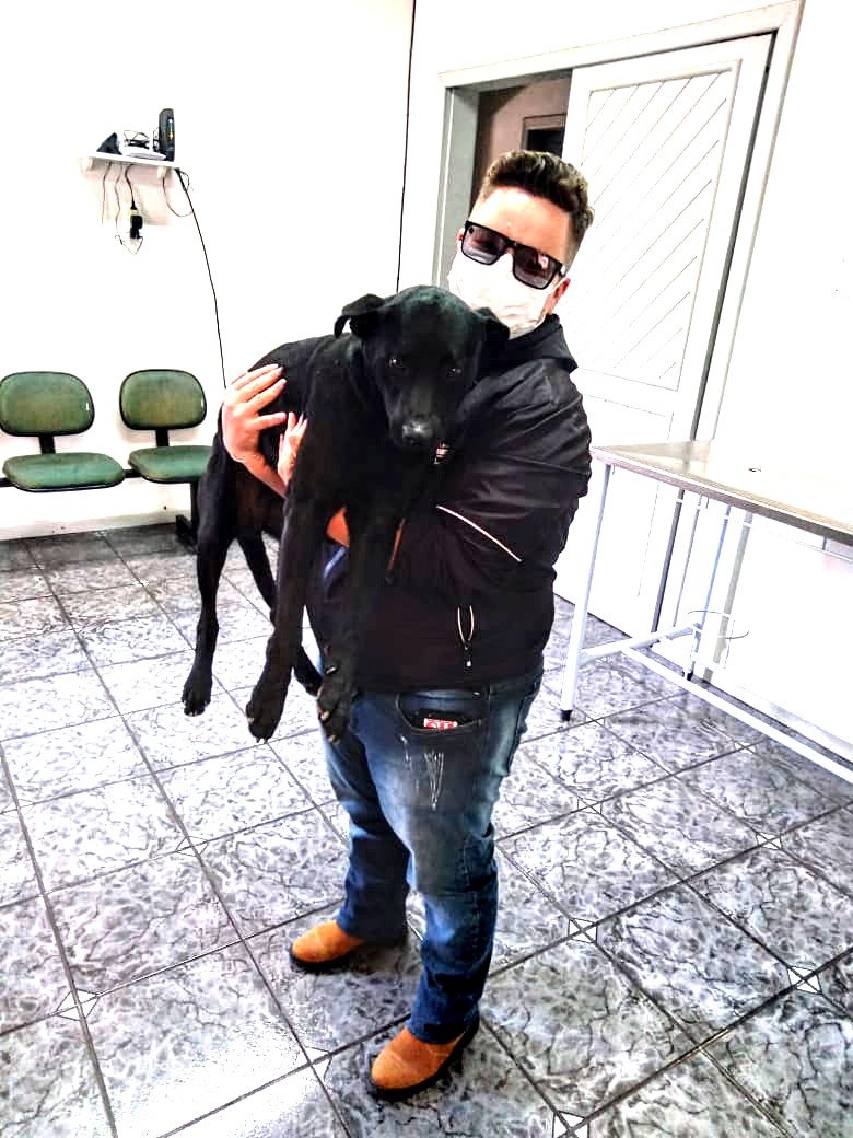 castração de cães e gatos