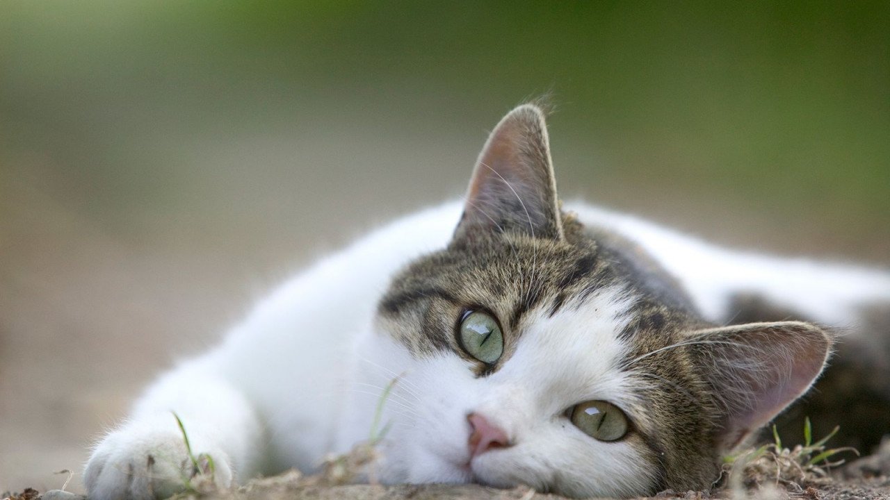 gato #Pracegover Foto: na imagem há um gato