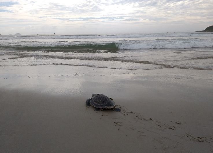 tartaruga-de-pente #Pracegover Foto: na imagem há uma tartarura, areia e o mar