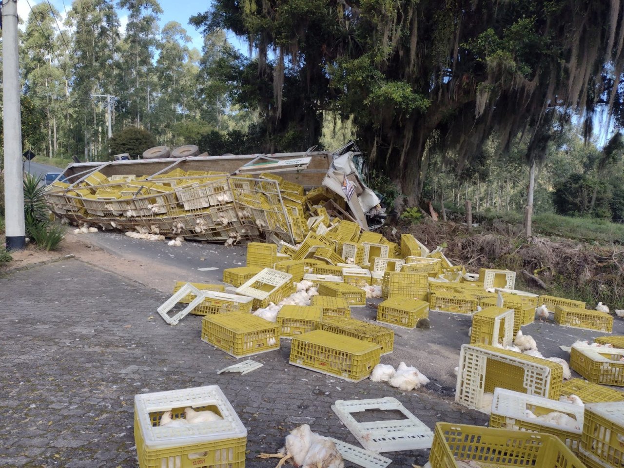 Caminhão do frango #ParaTodosVerem Na foto, um caminhão carregado de frangos vivos que colidiu contra um árvore. Os animais estava em caixas amarelas, que ficaram espalhadas pela estrada