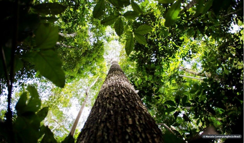 Crise climática pode ser combatida com monetização de reflorestamento