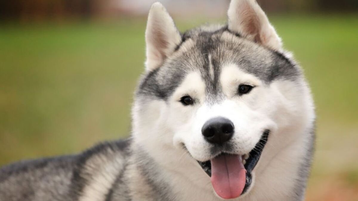 Husky #ParaTodosVerem Na foto, um cachorro da raça husky siberiano. O cão é branco, com detalhes em cinza e preto. Na imagem ela aparece com a língua para fora como se estivesse sorrindo