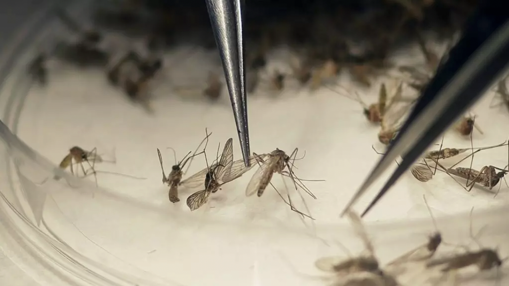 Aedes #ParaTodosVerem Na foto, a análise epidemiológica de mosquitos