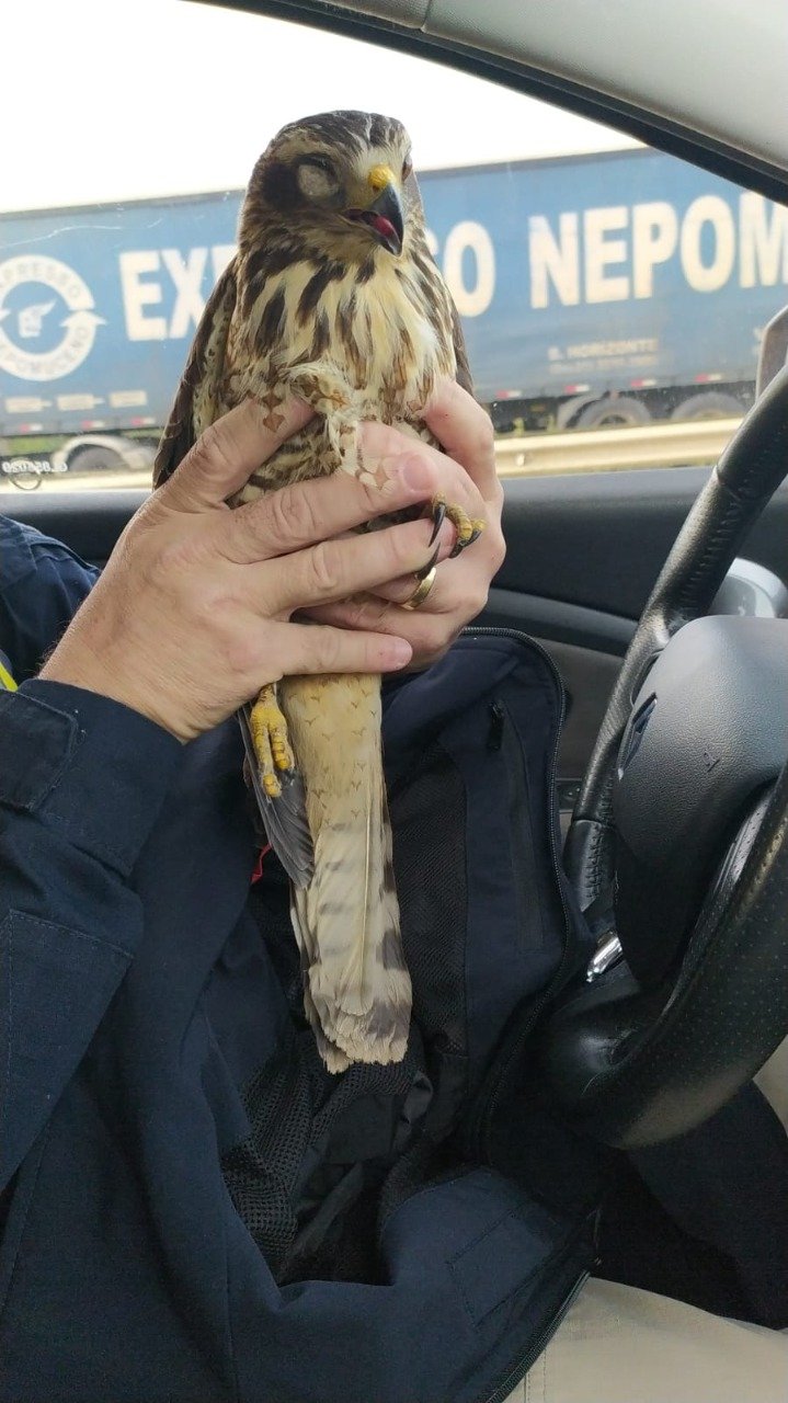 PRF #ParaTodosVerem Na foto, um gavião-carijó que foi resgatado às margens da BR-101