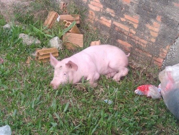 Porquinho #ParaTodosVerem Na foto, um porquinho deitado sobre a grama