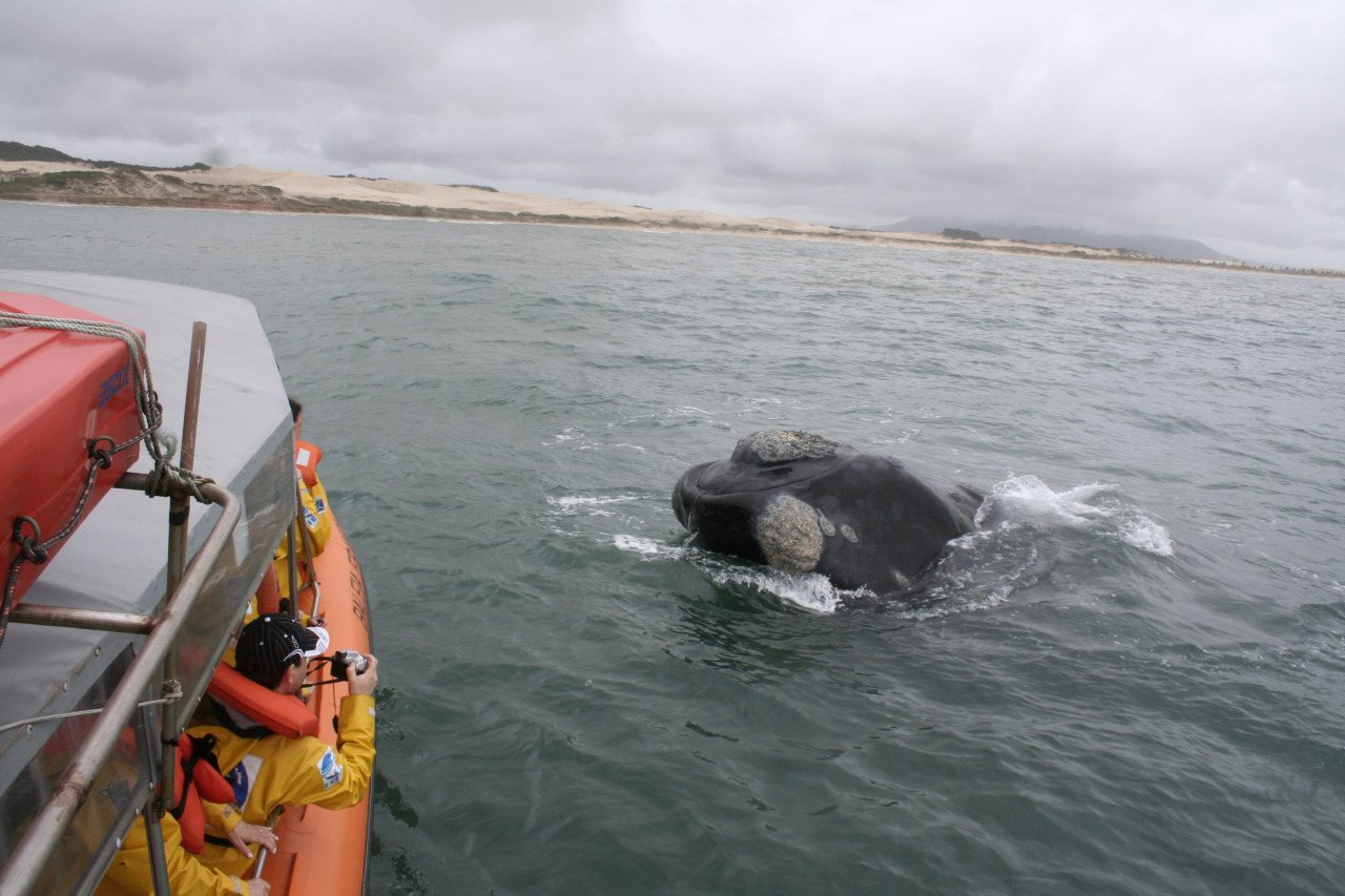 3378546 #ParaTodosVerem Na foto, pessoas dentro de uma embarcação observam uma baleia franca
