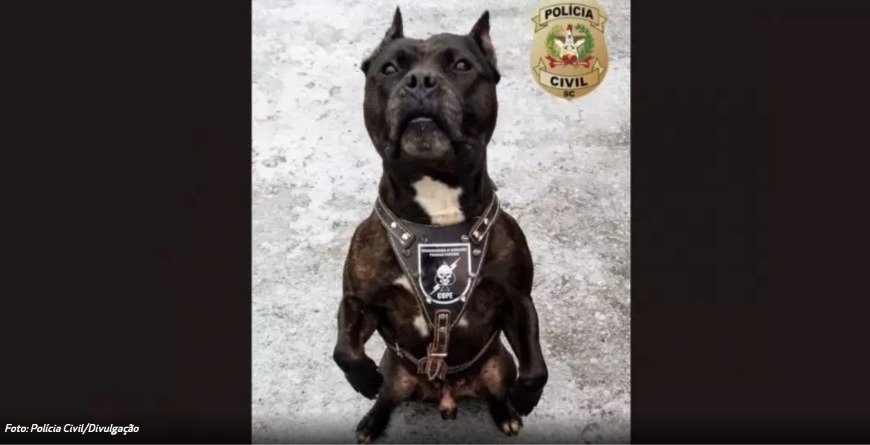 Morre Cyborg, cão que teve a vida dedicada à Polícia Civil de Santa Catarina