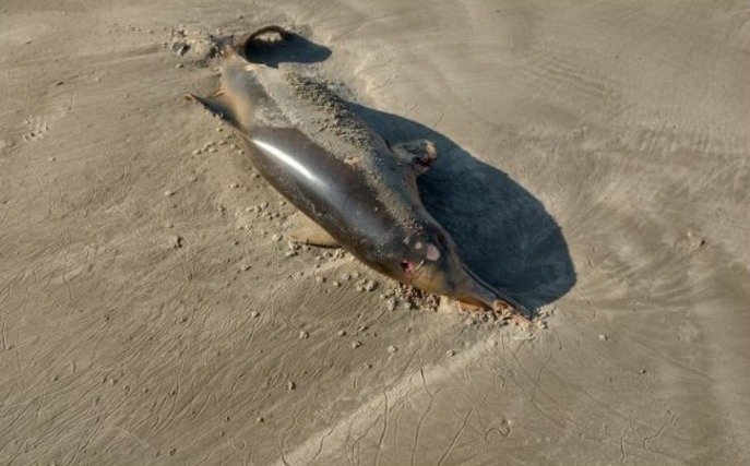 Toninha, espécie ameaçada de extinção, aparece morta em praia de Laguna