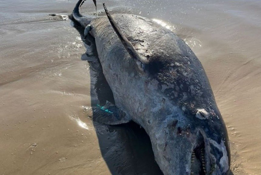 Dois botos são encontrados mortos em Laguna