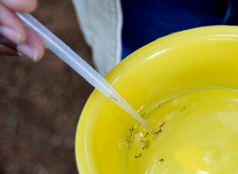 Governo do Estado publica portaria que libera recursos para combate à dengue
