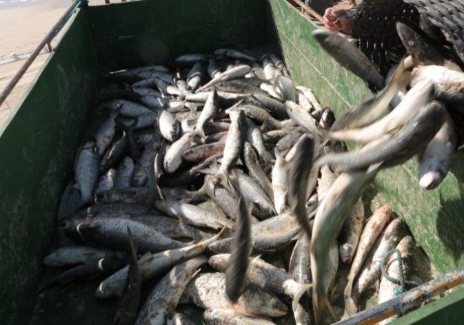 Governo do Estado entra na Justiça contra a redução de cotas para a pesca da tainha deste ano